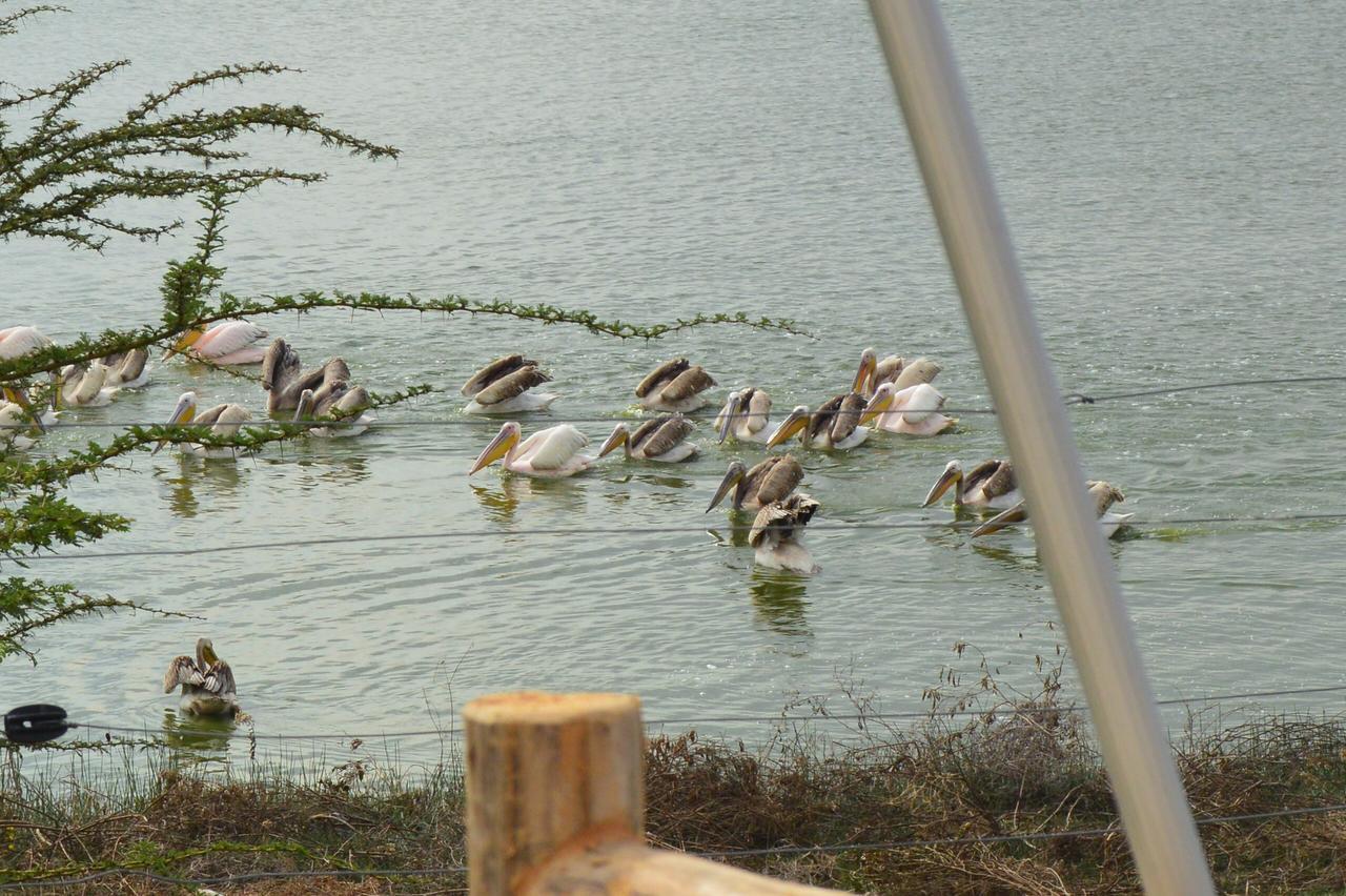 Sirville Lake Elementaita Lodge Gilgil Экстерьер фото